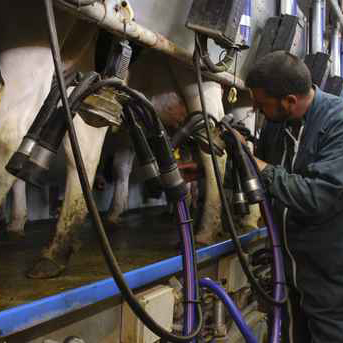Regulada las declaraciones obligatorias de los fabricantes de leche líquida