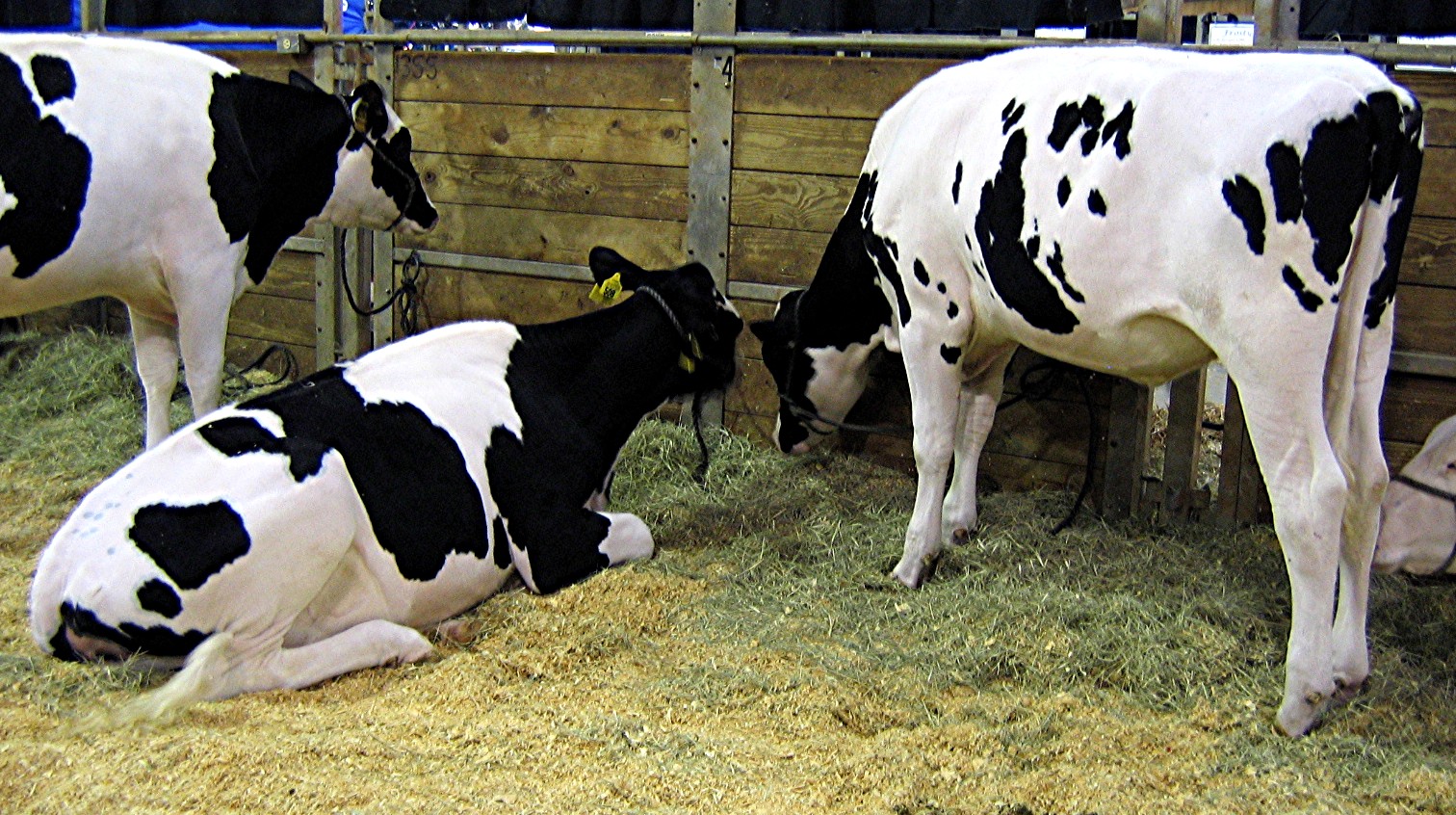 CAMPAÑA DE BAYER  de APOYO A GANADEROS Y VETERINARIOS DEL VACUNO DE LECHE