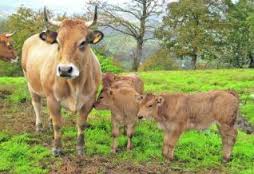 Ayudas para adquirir dispositivos de localización de animales en extensivo