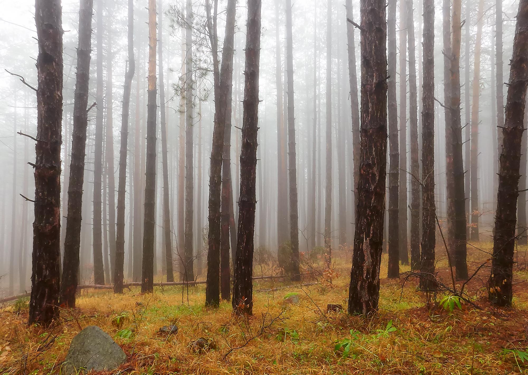 Desarrollo de zonas forestales destinadas a empresas privadas y particulares
