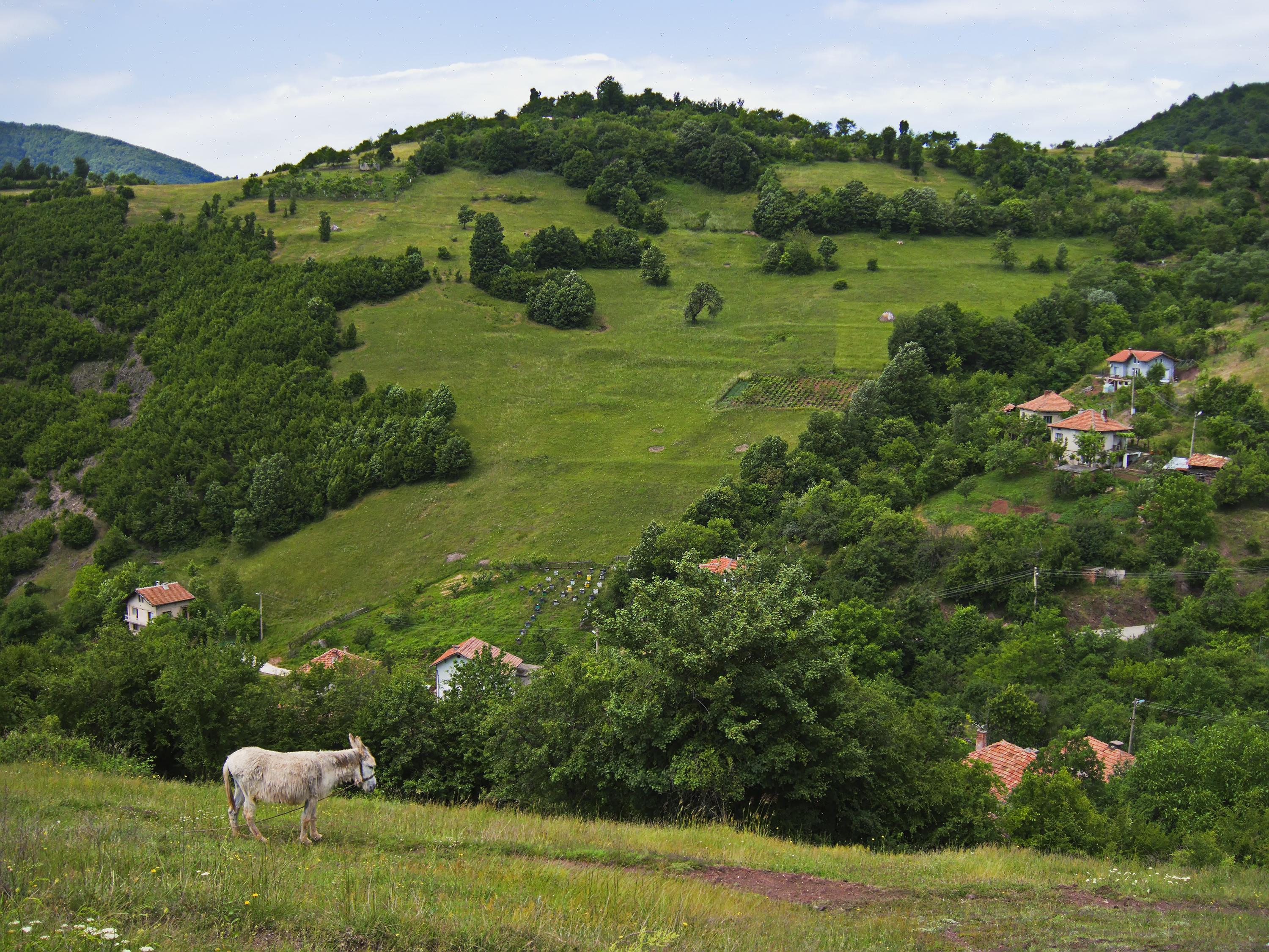 Declaración de emergencia para la restauración forestal área afectada por incendios