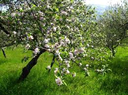 Subvenciones para el fomento del cultivo de manzano de sidra