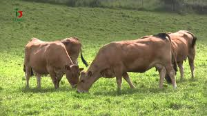 Convenio para el fomento de los seguros agrarios en Asturias