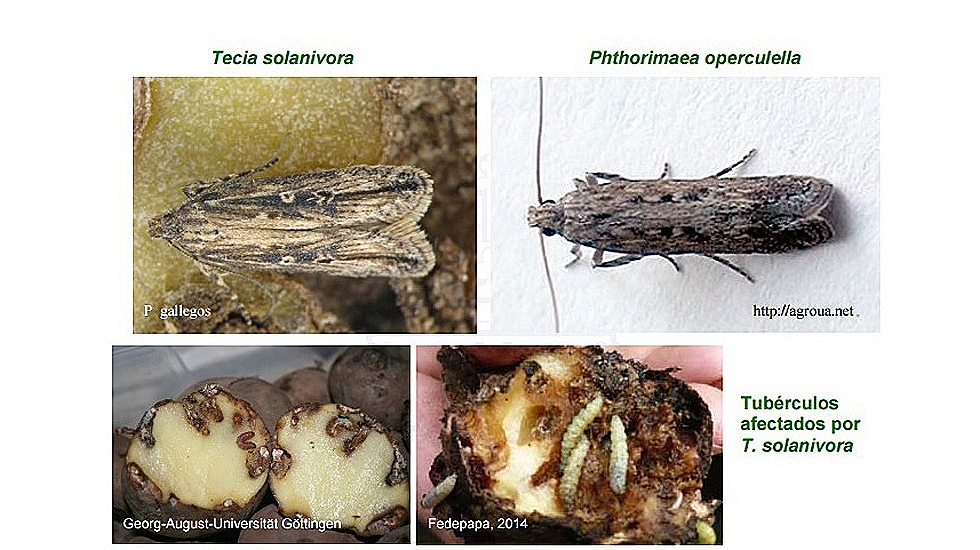 DELIMITACION ZONAS POLILLA PATATA
