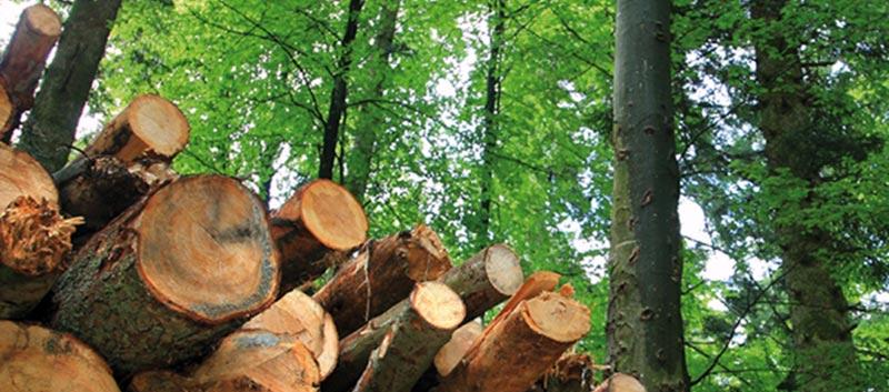 Apoyo a la industria agroalimentaria y forestal