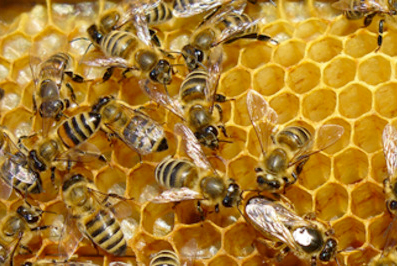 LA APICULTURA, NUEVA BENEFICIARIA DE LAS AYUDAS PAC