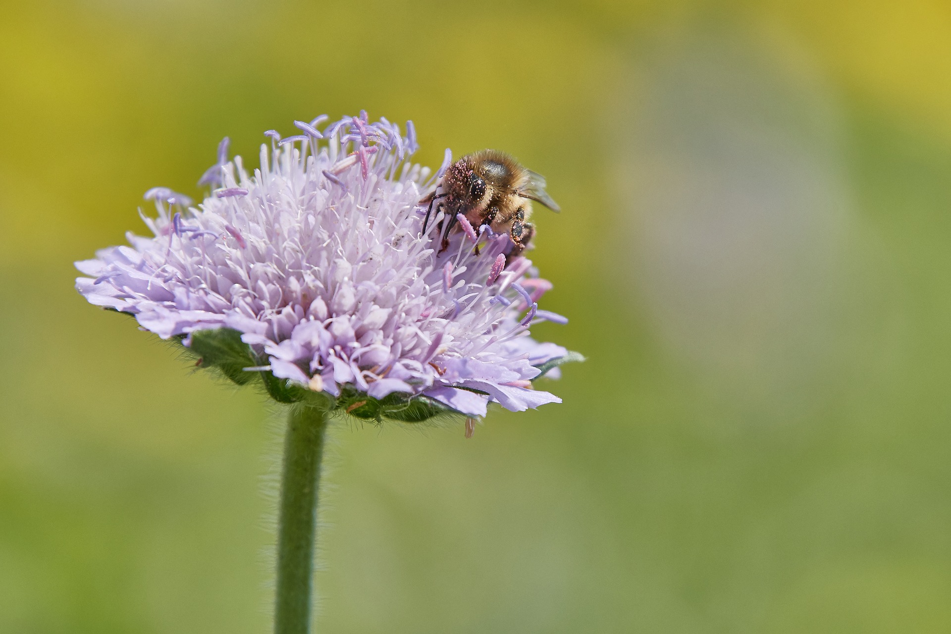 La apicultura opta a las ayudas minimis
