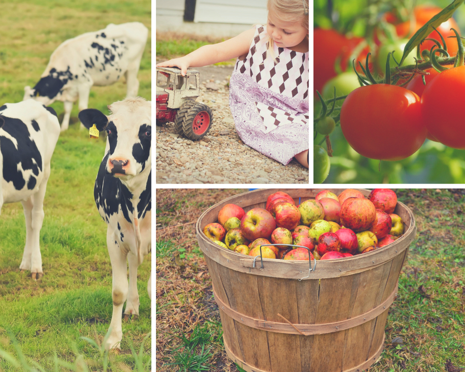 Apoyo a la comercialización de productos Eco en Asturias