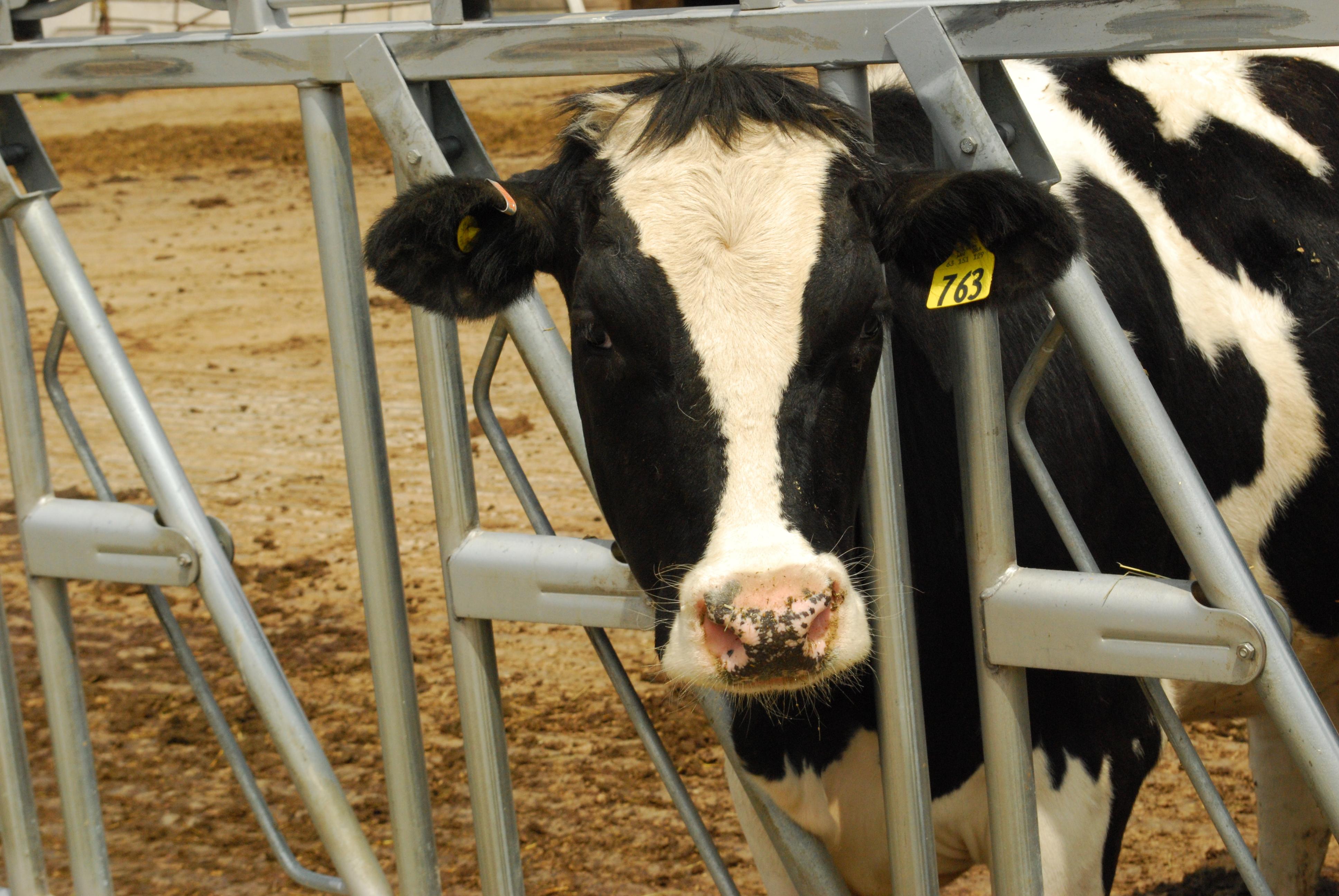 El Gobierno aprueba un real decreto para disponer de más información sobre el sector lácteo